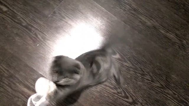 САМЫЙ КРАСИВЫЙ КОТИК В МИРЕ !