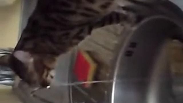 Кот Бенгал пьёт из крана .MP4 смотреть онлайн