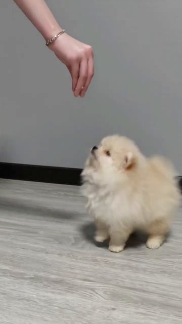 Кремовый мальчик померанский шпиц. смотреть онлайн