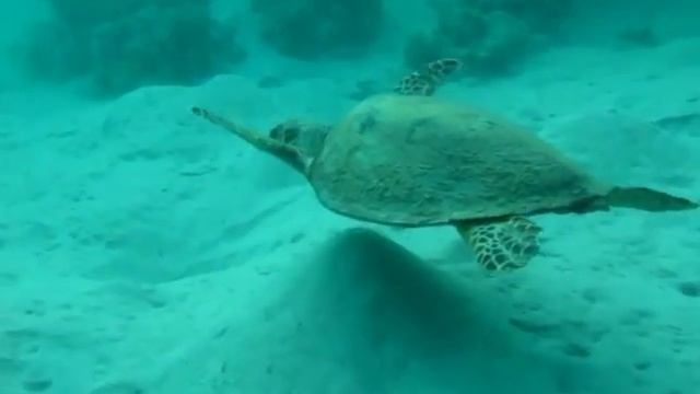 Scuba diving and snorkeling Marsa Alam | Red Sea | Jabal al Rosas | reefs | Fish | Coral смотреть онлайн