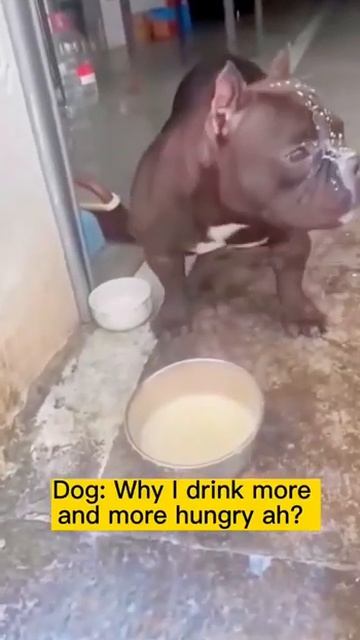 Эта собака явно не умеет пить молоко #видео #юмор #jokes смотреть онлайн