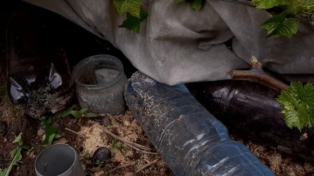 Спасаю виноград от весенних заморозков.