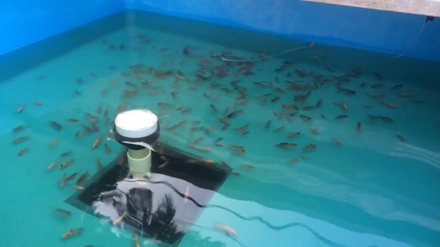 Got Oranda? смотреть онлайн