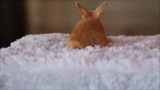 Карликовый вислоухий кролик, окрас красный смотреть онлайн