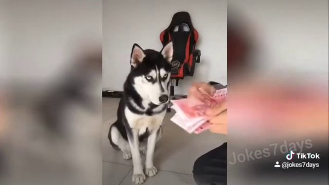 Jokes 7 days #637 смотреть онлайн