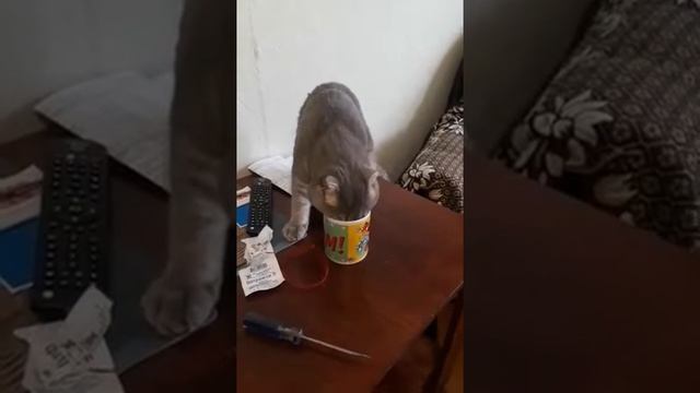 Как вислоухий кот пьет воду смотреть онлайн