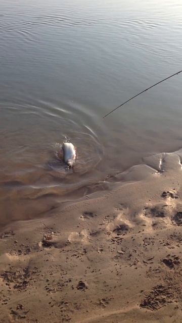 Река Или, рыбалка на жереха смотреть онлайн