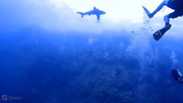 Атака акулы Лонгиманус на дайвера/ Attack of the Longimanus shark on the diver смотреть онлайн