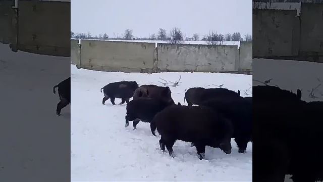 Дикие кабаны в вольере смотреть онлайн