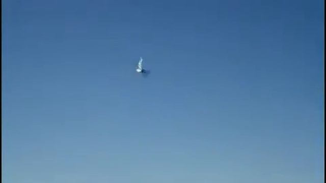 Летающая птичка.mp4 смотреть онлайн