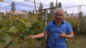 Гроздевая  листовертка на винограднике меры борьбы.