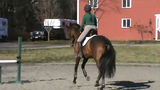 Mercury/dressage