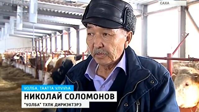 ТААТТА УОЛБАТА смотреть онлайн