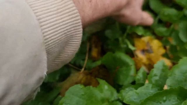 6 соток 1 октября 2022 года. Garden In 1 October