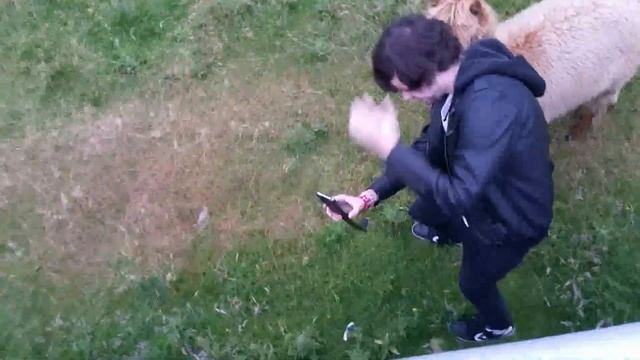 Dutch guy takes selfie with alpaca смотреть онлайн