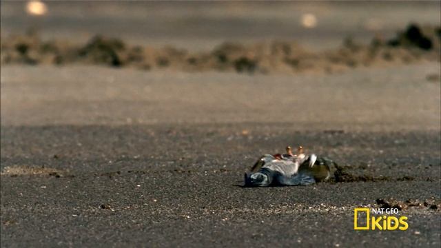 What Do Animals Think?! | Animal LOL | Nat Geo Kids Compilation | @natgeokids