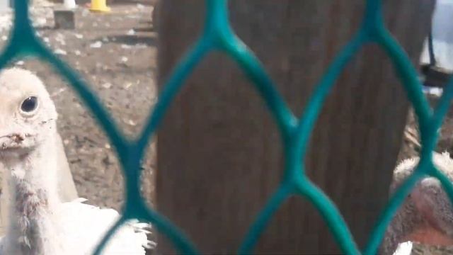 Индейцам 39 дней ... смотреть онлайн