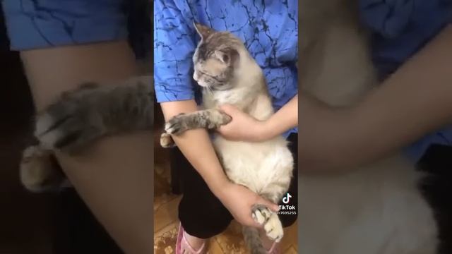 кот Филимон не хочет пить лекарством смотреть онлайн