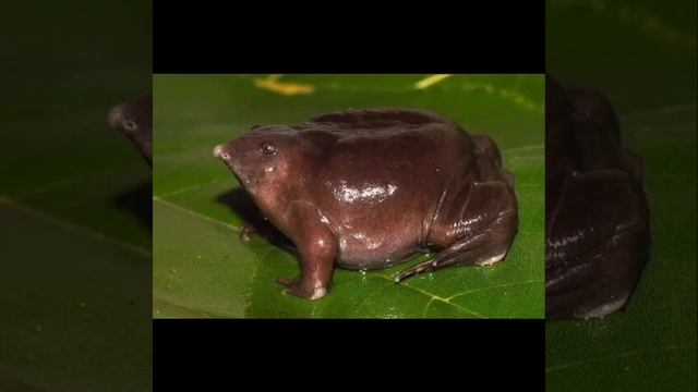 Самые мерзкие животные в мире часть 2 смотреть онлайн