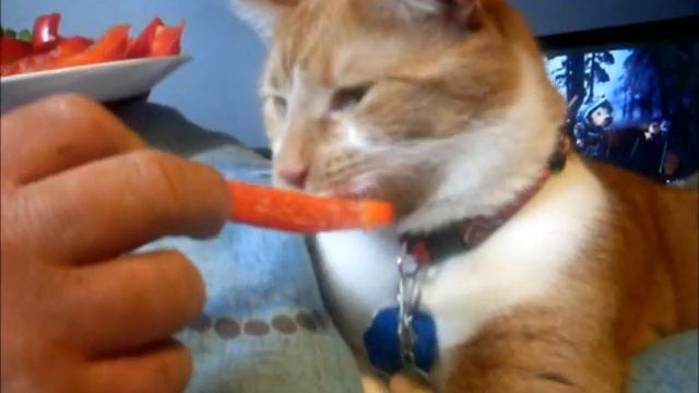 Kira the pepper eating cat смотреть онлайн