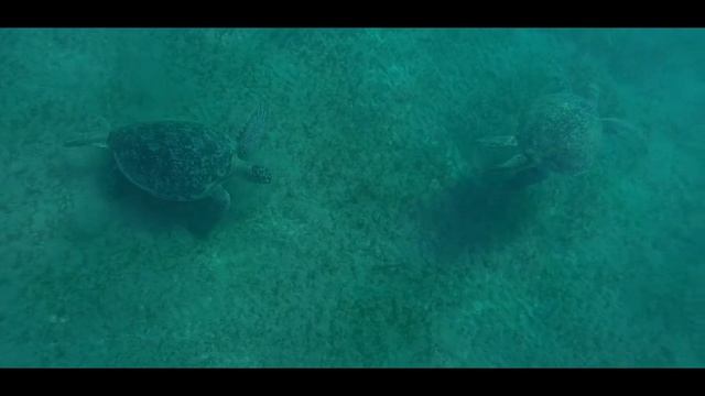 TURTLE - Live And Let Live It ! Abu Dabbab - Marsa Alam - Egypt 2014 (PART 8)