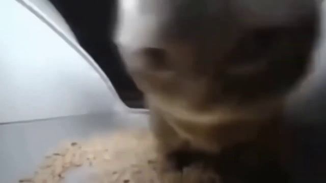 1 час Чипи Чипи Чапа Чапа но с сюрпризами смотреть онлайн