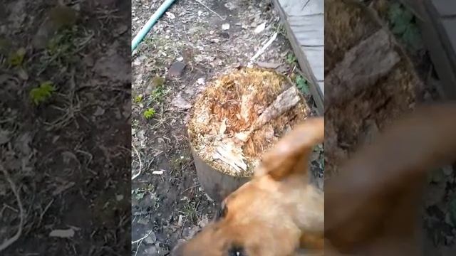 Пробуждение Садового! смотреть онлайн