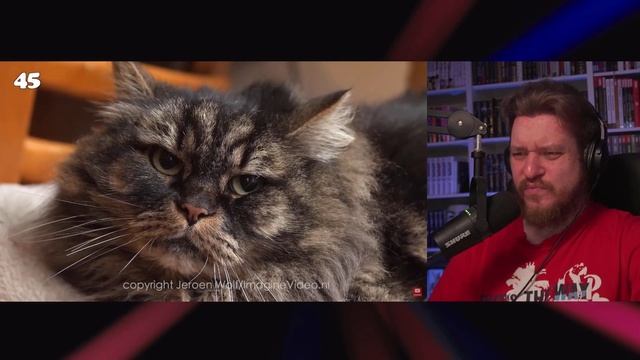 Реакция на 0 - 100 Cat Years смотреть онлайн