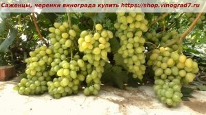 24 июля я покаываю вам шедевр- виноград Ранний Палыча. Дня 4-5 и к 1 августа я его сниму. Готов!