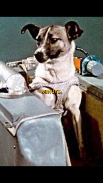 SAD Story of LAIKA 😞 😔(The space Dog): FIRST Dog to SENT into SPACE #space #nasa #past #spacefacts смотреть онлайн