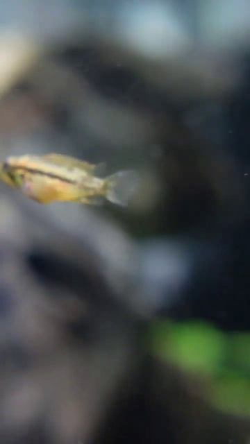 Baby apistogramma: Growing very fast смотреть онлайн