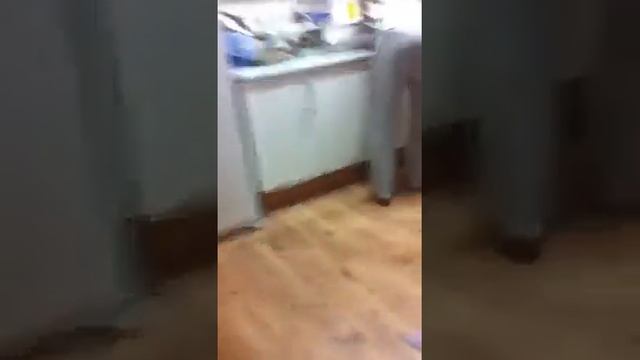 Оромо 3 +Боорсок смотреть онлайн