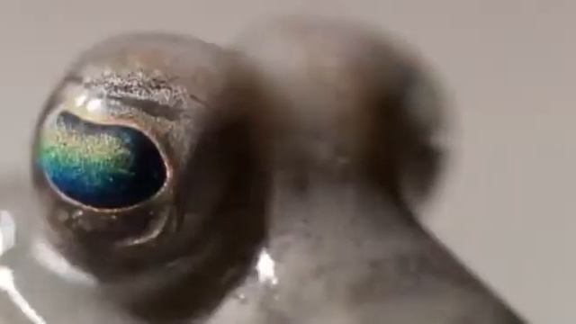 История создания нашей планеты за 90 секунд смотреть онлайн