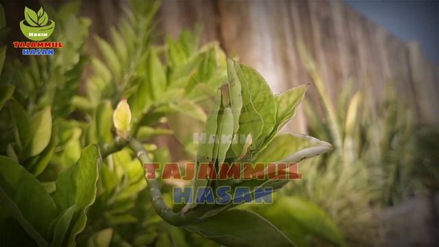 7 Health Benefits Of Raddish Juice In Winter For Skin, Weight Loss And Hair смотреть онлайн