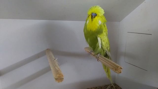 World Online Budgie Show Inscription 12 WOBS Budgie Planet 2021