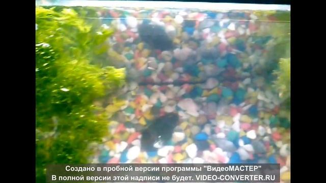 гуппи смотреть онлайн