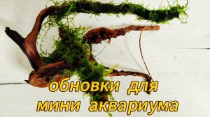 Коряга с мхом в аквариум