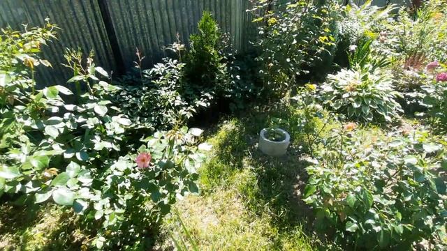 Мой сад цветов 💐 смотреть онлайн