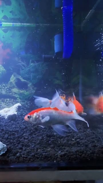 Aquarium-ikan komet смотреть онлайн