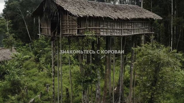 EXPEDITION TO KOROWAI TRIBE - WEST PAPUA, INDONESIA - RU смотреть онлайн