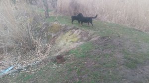 Пес Барбос и необычный кросс