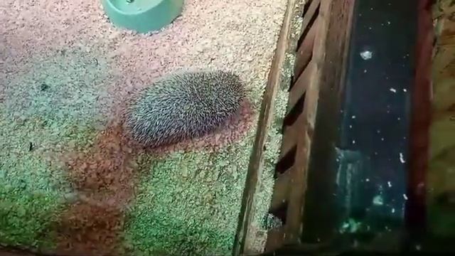 Жили-были Ёжики / Самый колючий фильм года / 0+ смотреть онлайн