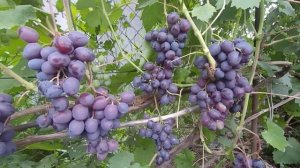 Виноград Подарок Несветая