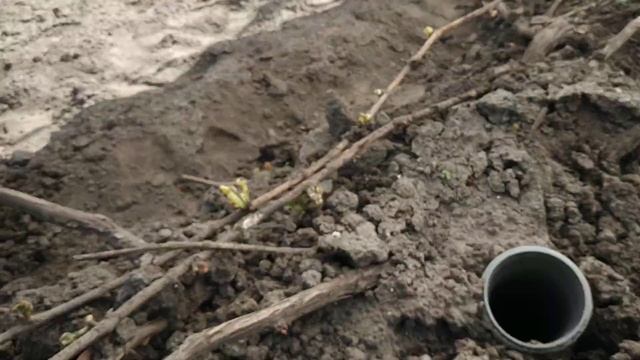 Виноград. Будем ростить , что уберегли смотреть онлайн