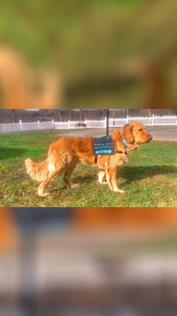 • 🐾 • do you think maxs weight got better? смотреть онлайн