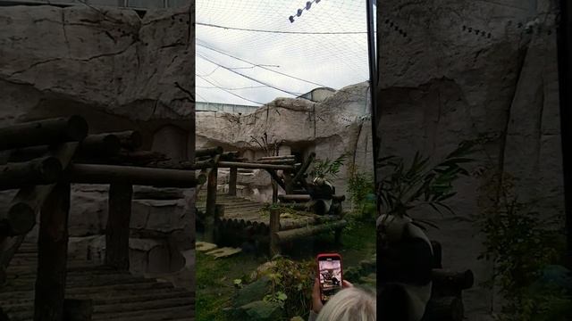 БОЛЬШАЯ КИТАЙСКАЯ ПАНДА | 𝐆𝐑𝐄𝐀𝐓 𝐂𝐇𝐈𝐍𝐄𝐒𝐄 𝐏𝐀𝐍𝐃𝐀🎋🐼 смотреть онлайн