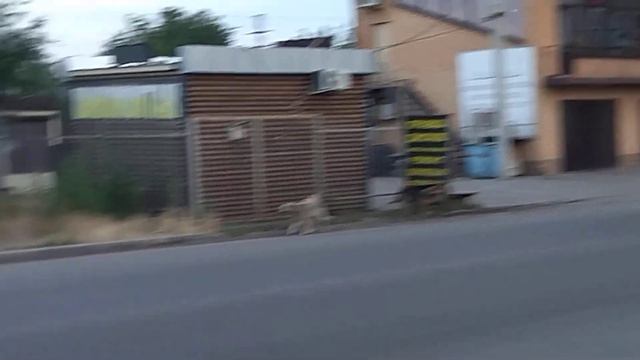 Агрессивная стая собак в микрорайоне "Юго-Восток-2" не даёт покоя жителям. смотреть онлайн