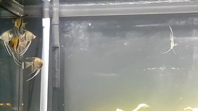 260 L Hardscape with Rio Nanay scalare смотреть онлайн