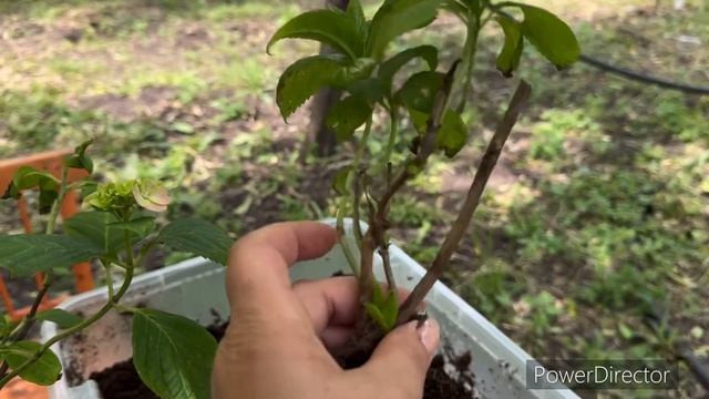 Формировка крупнолистной гортензии