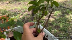 Формировка крупнолистной гортензии